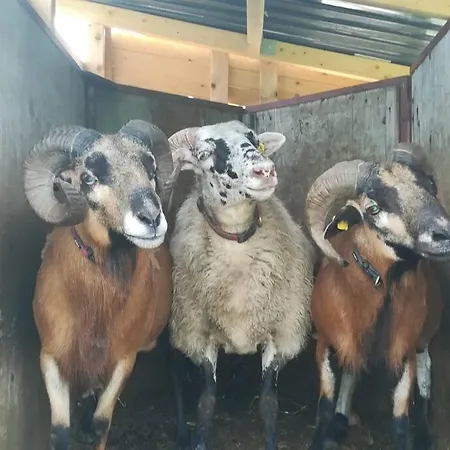 Appartamento Gemuetliche Auf Dem Ziegenhof *