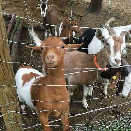Gemuetliche Auf Dem Ziegenhof Appartamento
