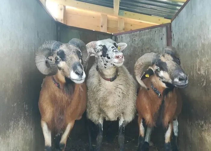 Διαμέρισμα Gemuetliche Auf Dem Ziegenhof *